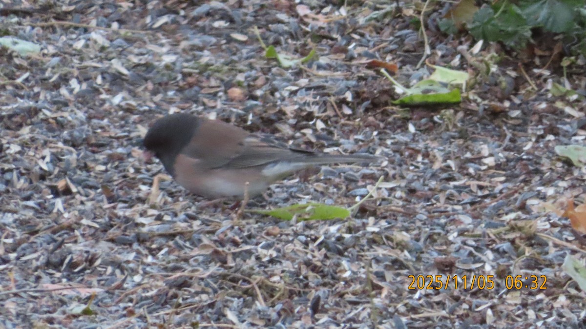 Dark-eyed Junco (Oregon) - ML644729443