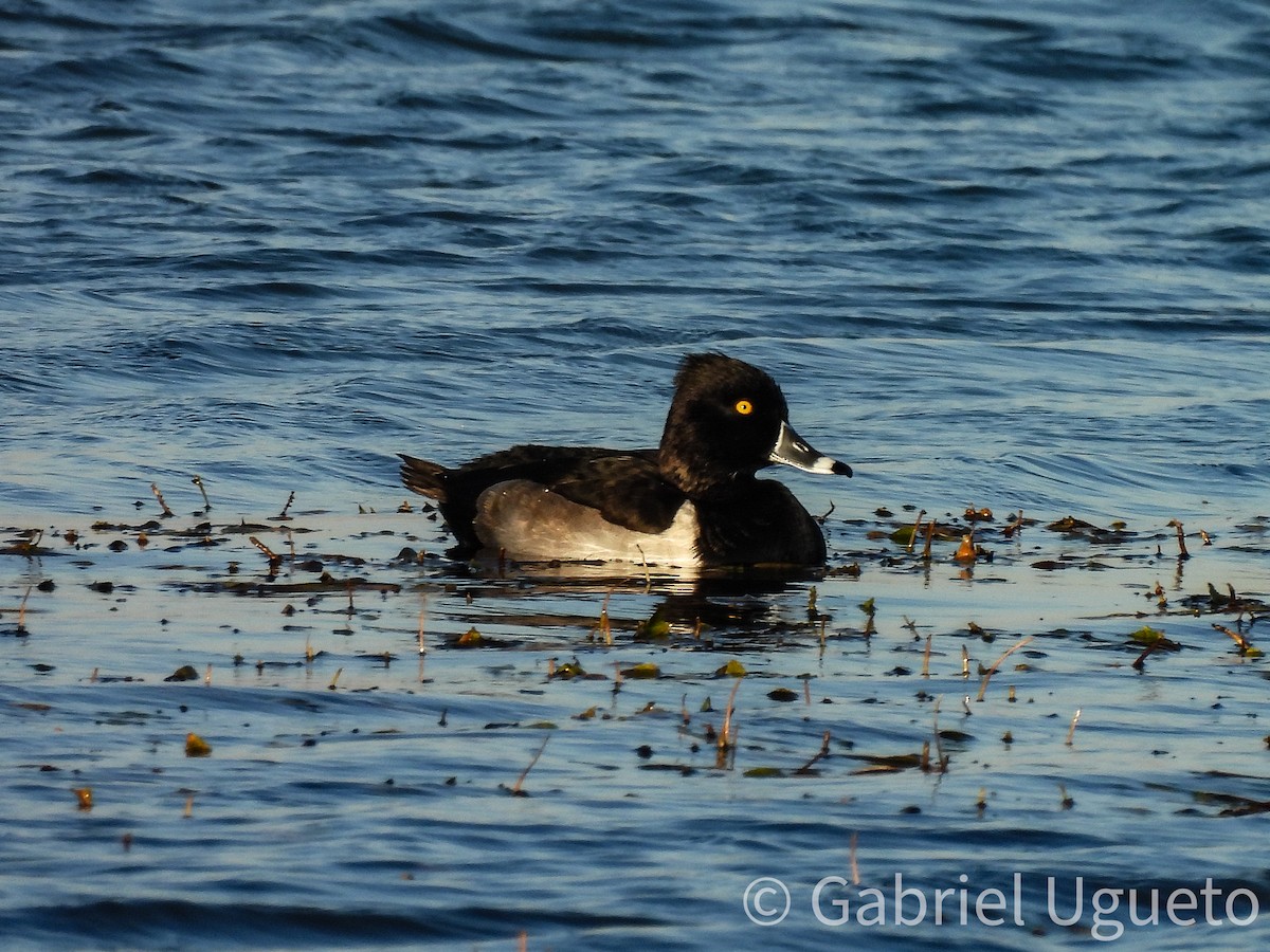 Ring-necked Duck - ML644729444