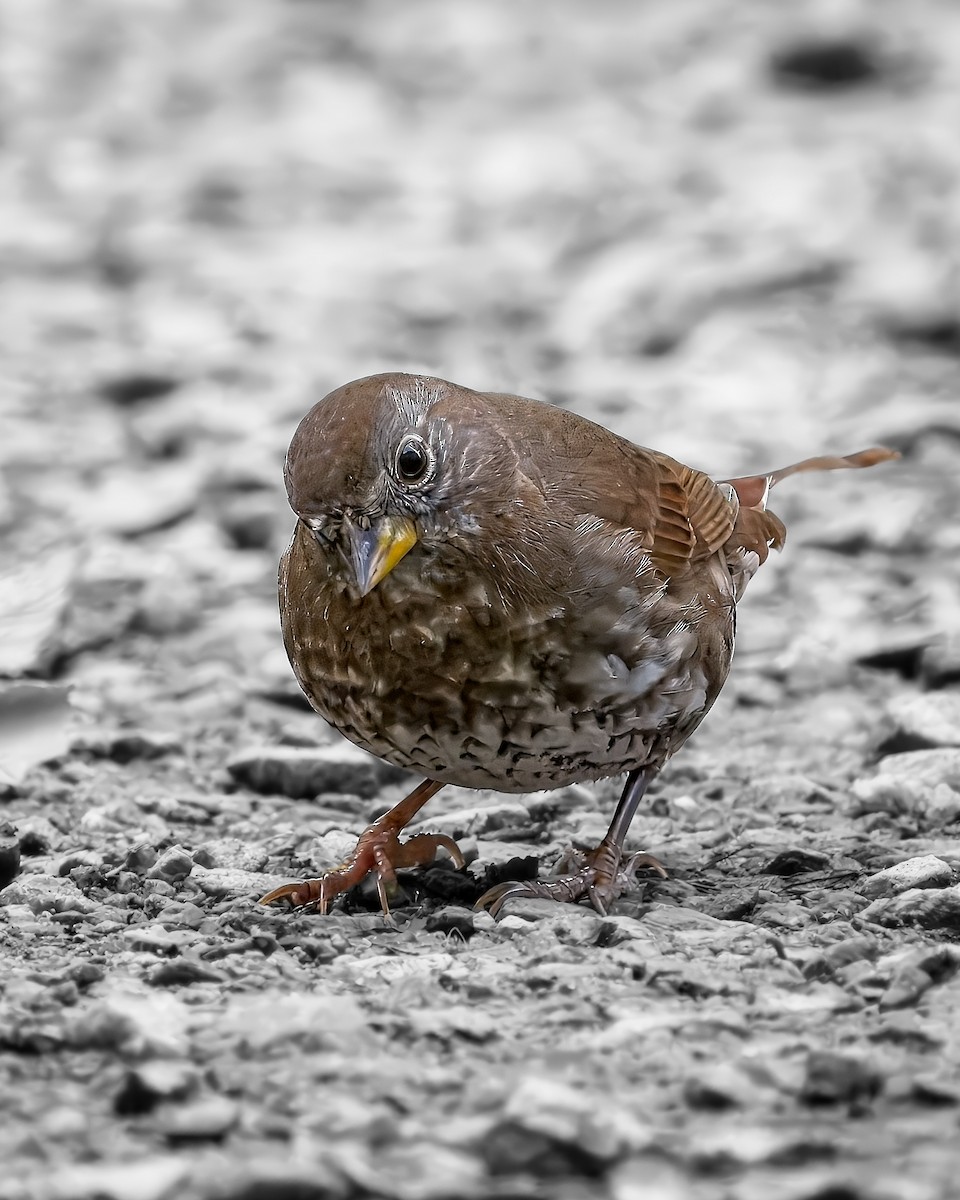 Fox Sparrow - ML644729459