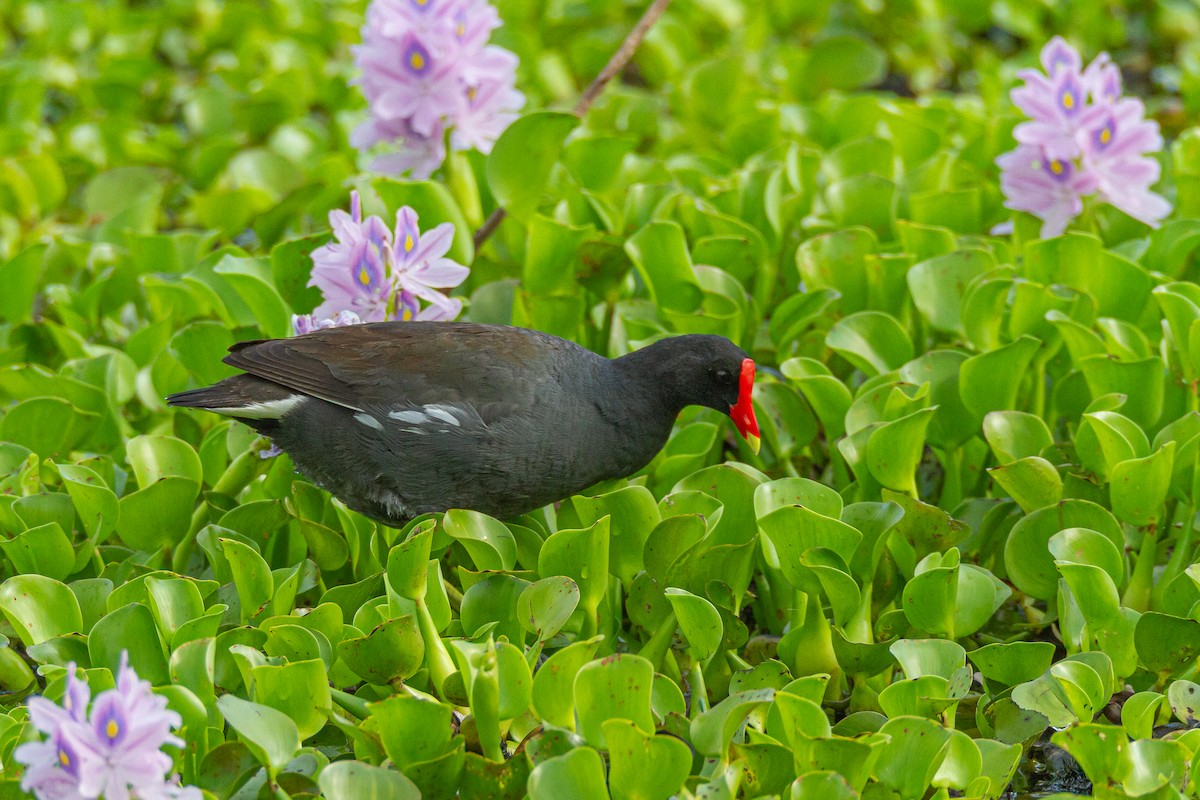 Common Gallinule - ML644729460