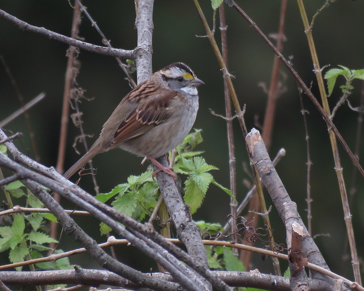 White-throated Sparrow - ML644729461