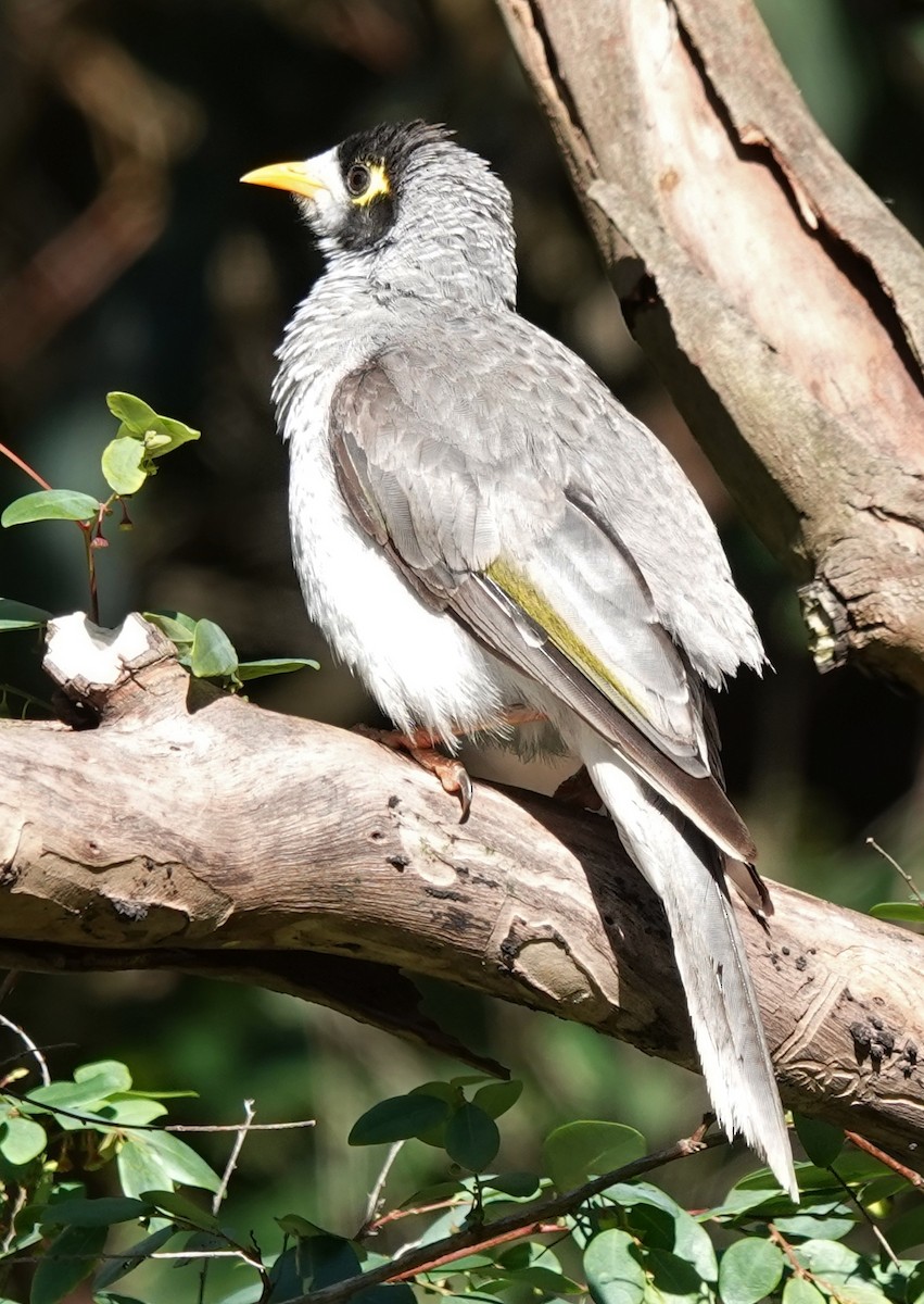 Noisy Miner - ML644729462