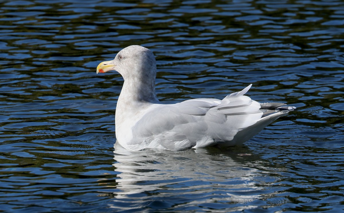 Glaucous-winged Gull - ML644729464