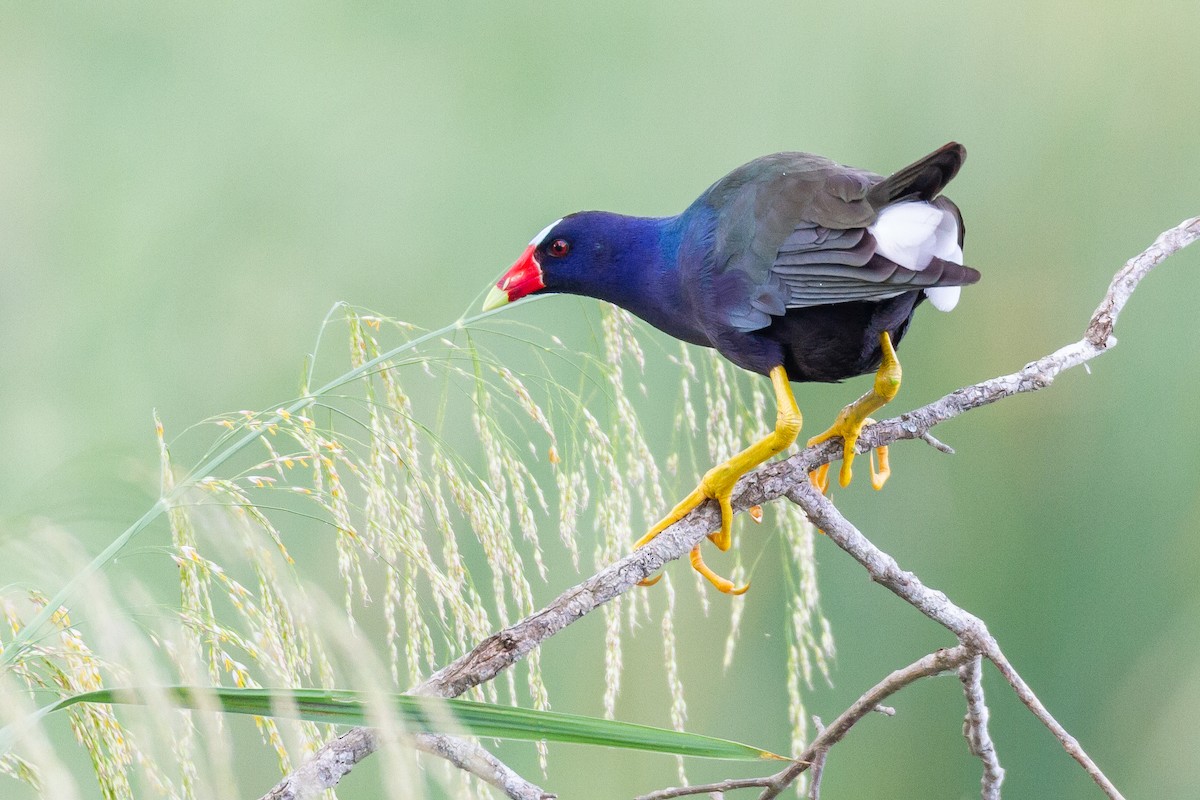 Purple Gallinule - ML644729468