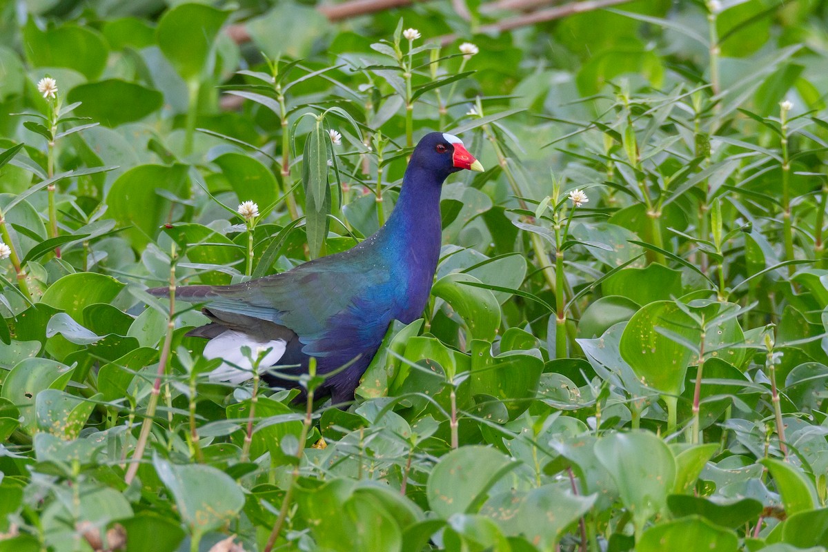 Purple Gallinule - ML644729469