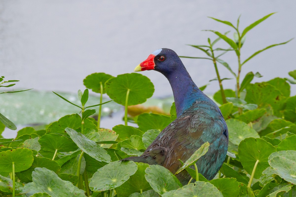 Purple Gallinule - ML644729470