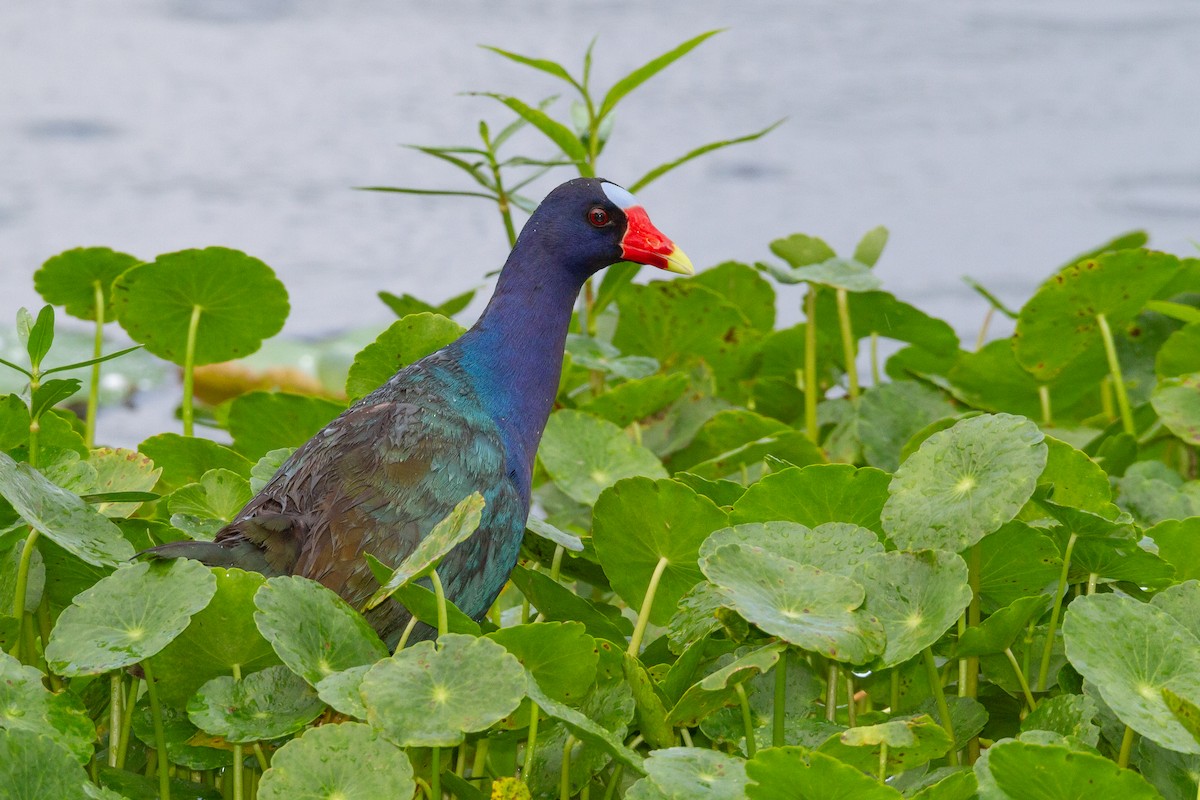 Purple Gallinule - ML644729471