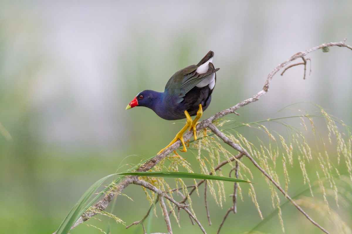 Purple Gallinule - ML644729472