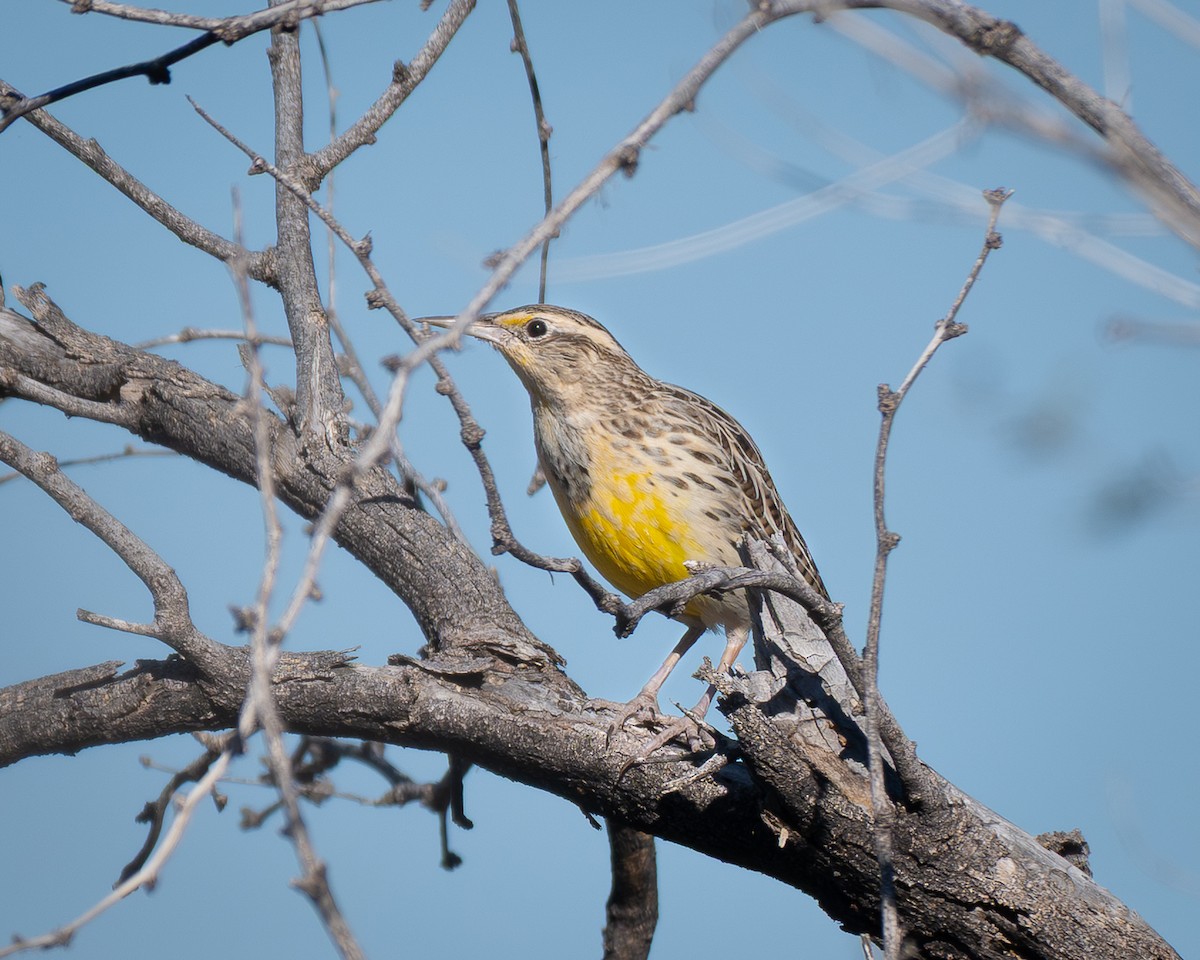 Chihuahuan Meadowlark - ML644729473