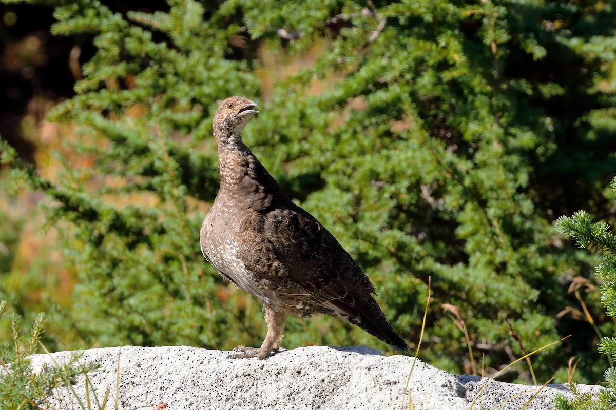 Ak Kuyruklu Kar Tavuğu - ML644729475