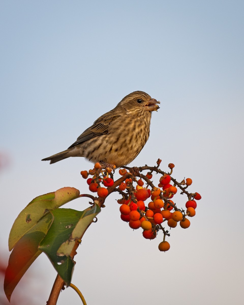 Purple Finch - ML644729481