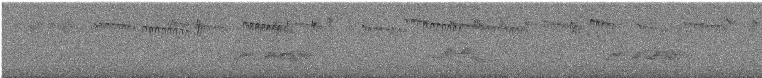 taiwanskvett - ML644729499