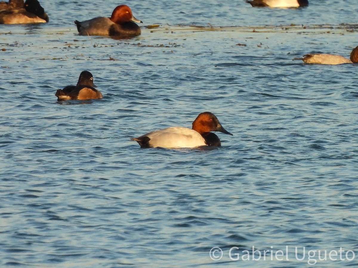 Murgilari bizkarzuria - ML644729503