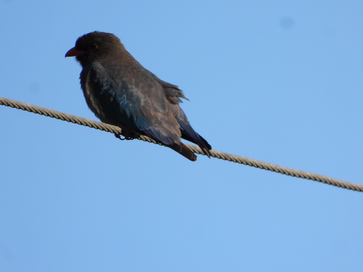 orientråke - ML644729513