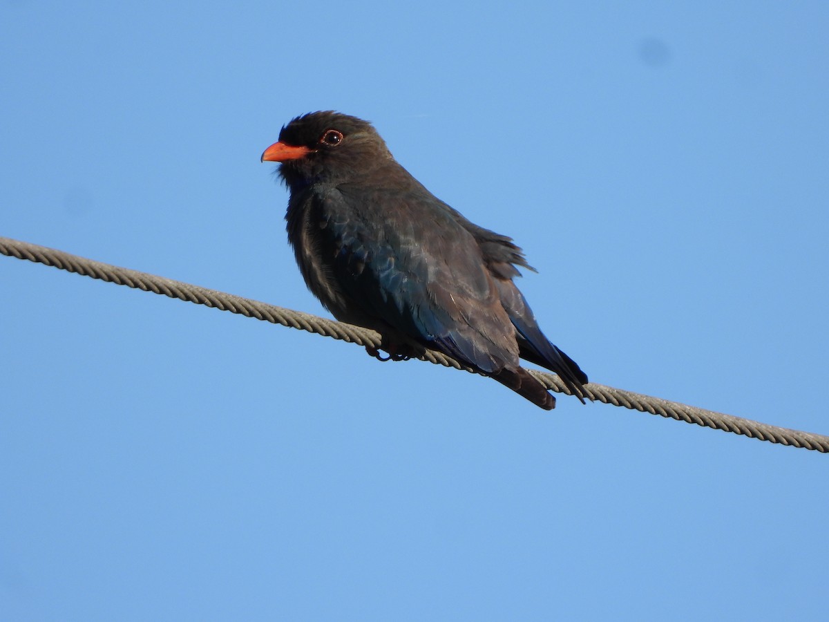 orientråke - ML644729514