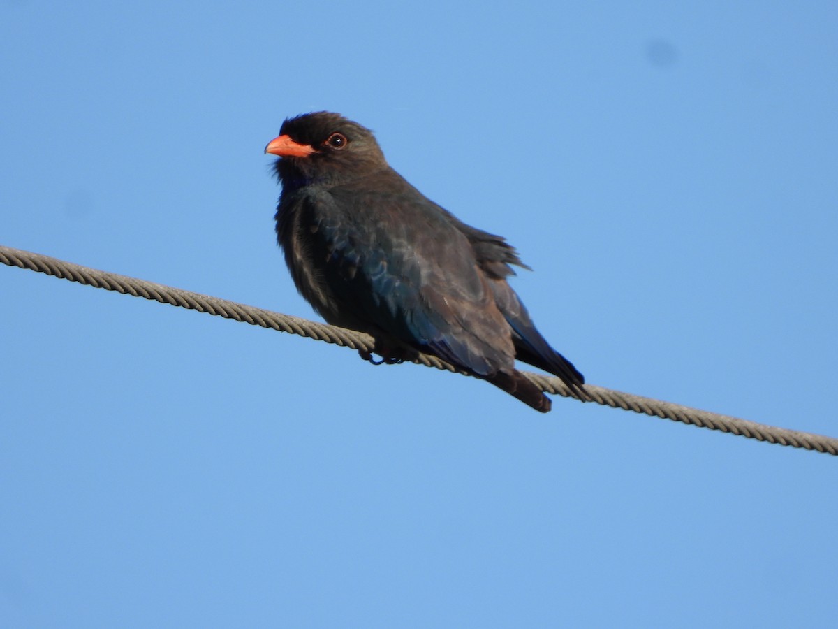 orientråke - ML644729515