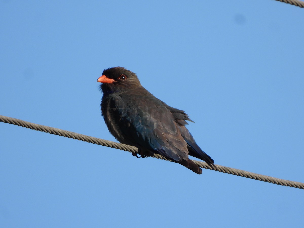 orientråke - ML644729516