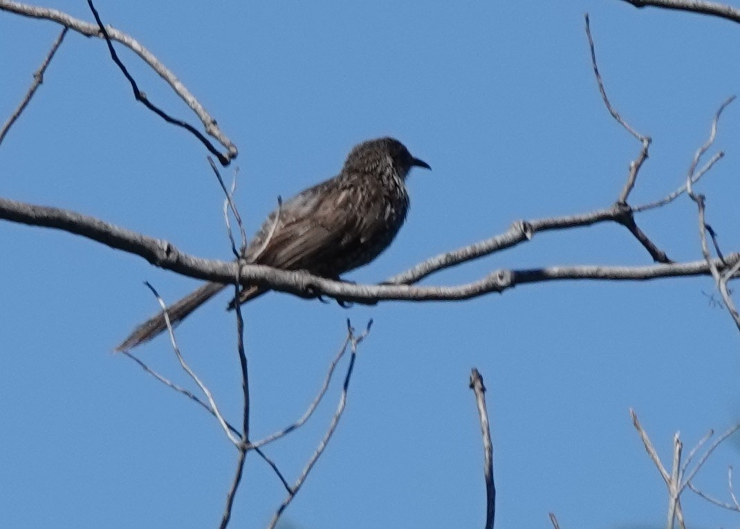 banksiahonningeter - ML644729534