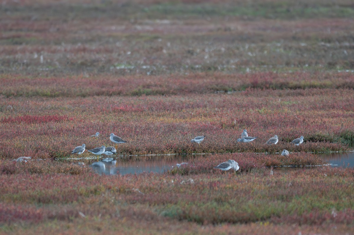 オオキアシシギ - ML644729535