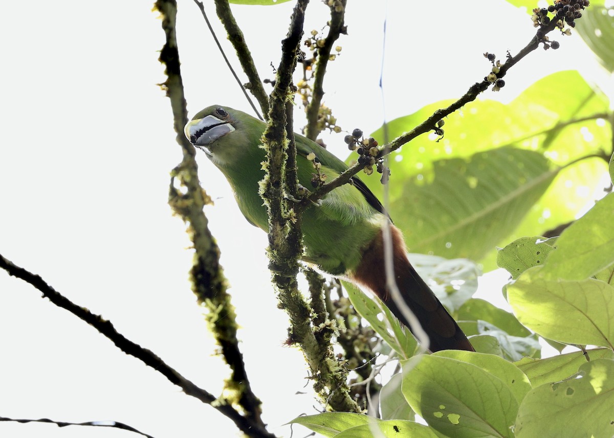 ミナミキバシミドリチュウハシ（griseigularis） - ML644729539