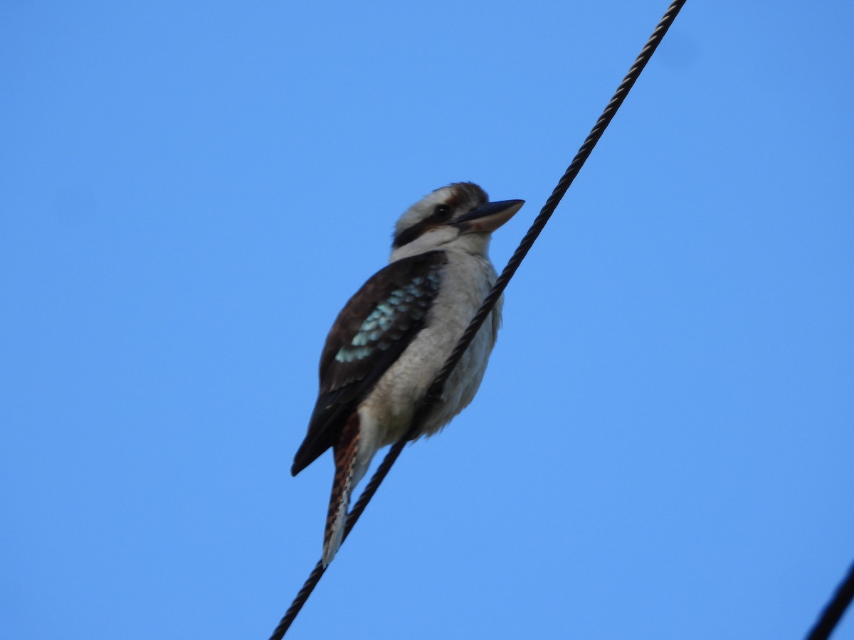 latterkokaburra - ML644729543