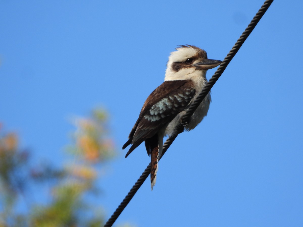 latterkokaburra - ML644729544