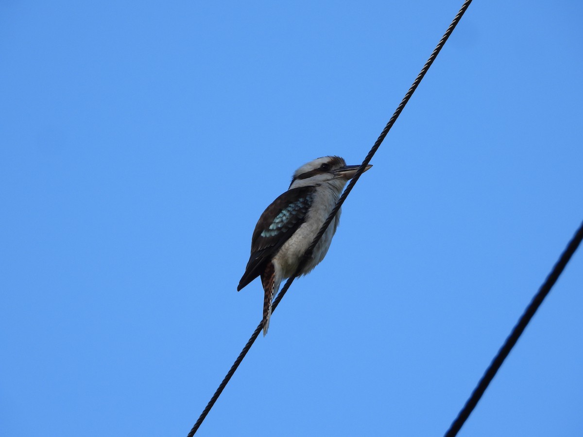 latterkokaburra - ML644729545