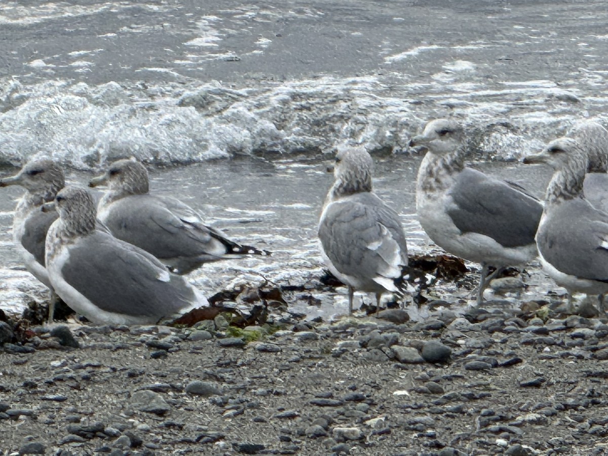 præriegråmåke - ML644729547