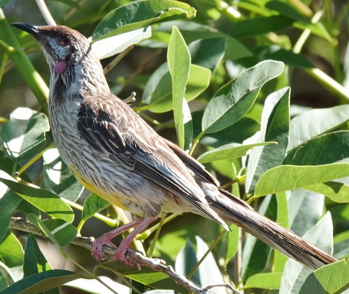 rødflikhonningeter - ML644729548