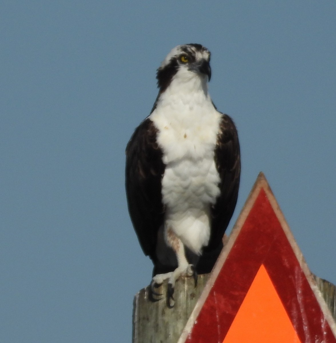 fiskeørn - ML644729549