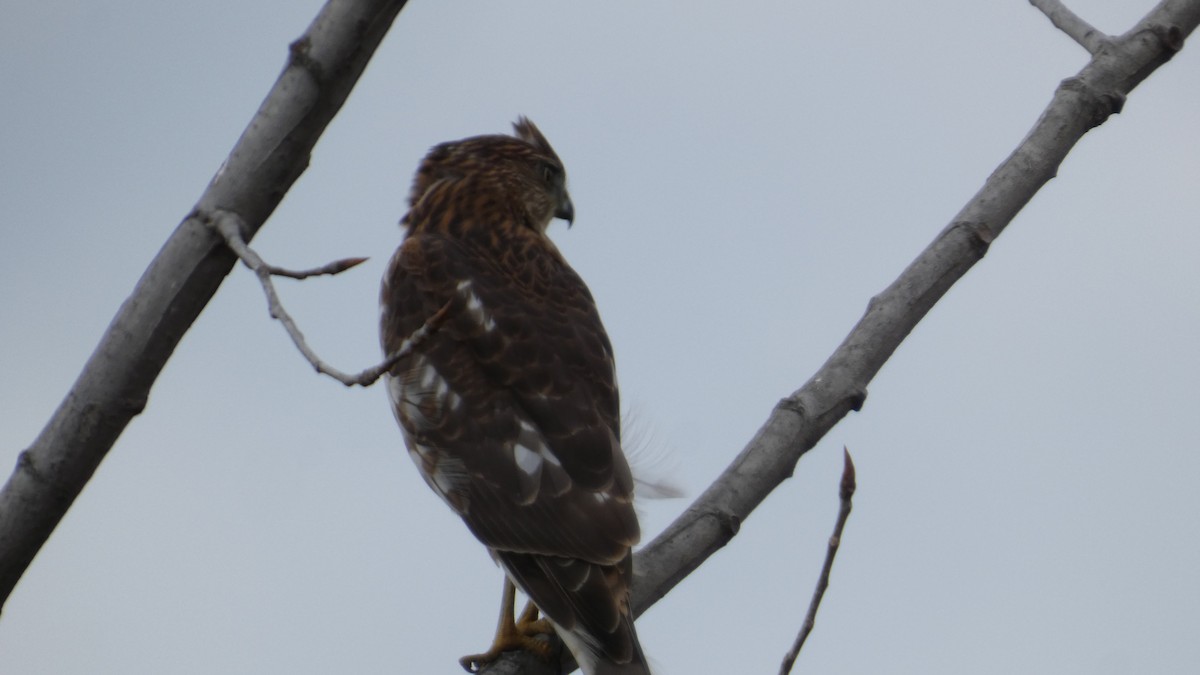 trostehauk - ML644729550