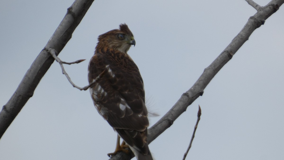 Épervier de Cooper - ML644729551