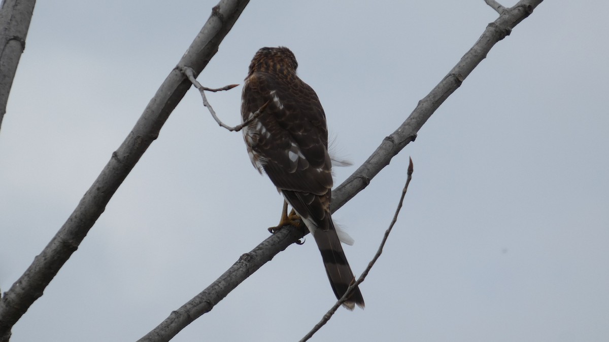 Épervier de Cooper - ML644729552