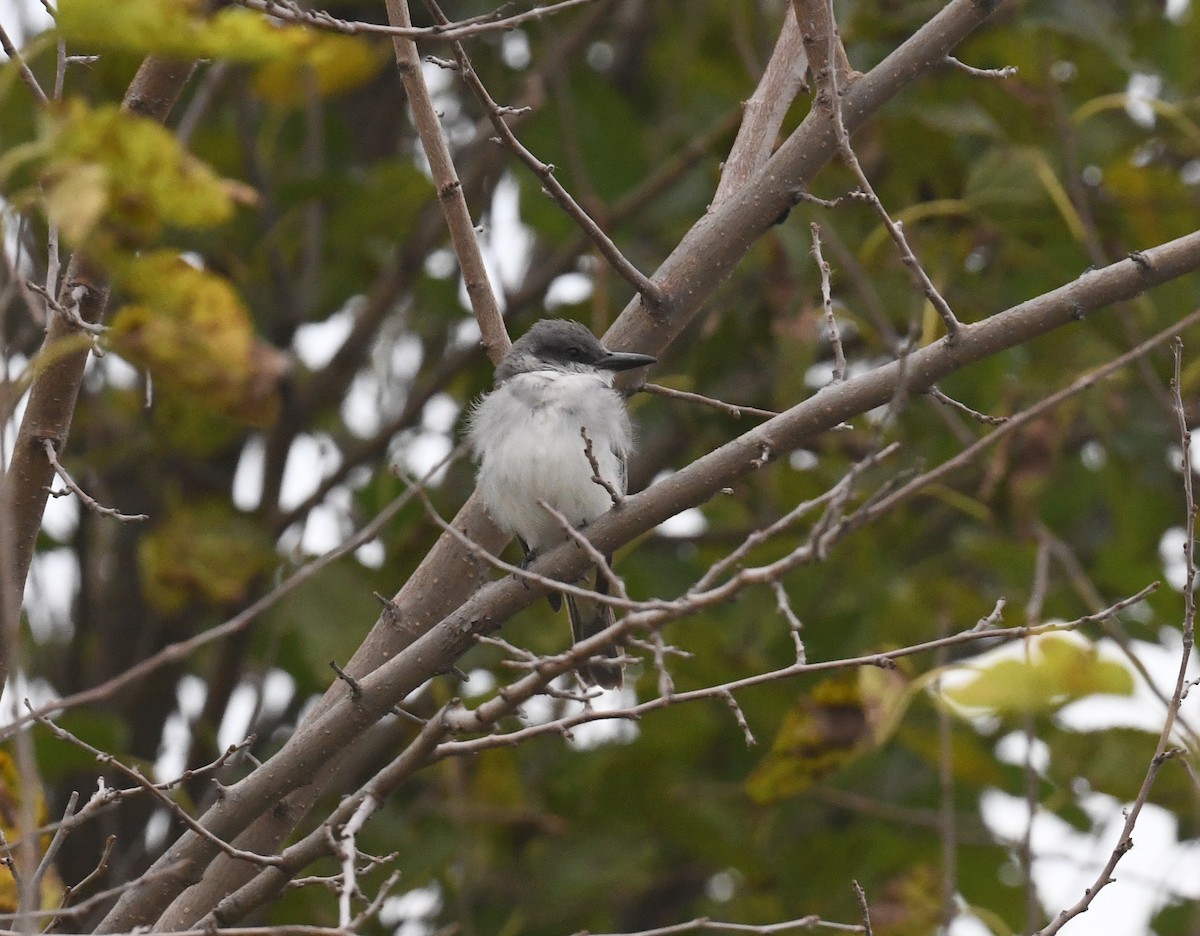 gråkongetyrann - ML644729553