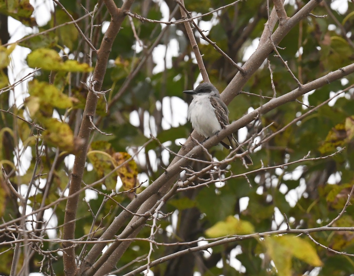 gråkongetyrann - ML644729554