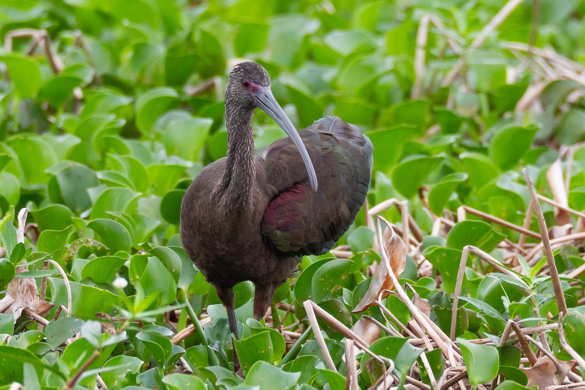 hvitgrimeibis - ML644729556
