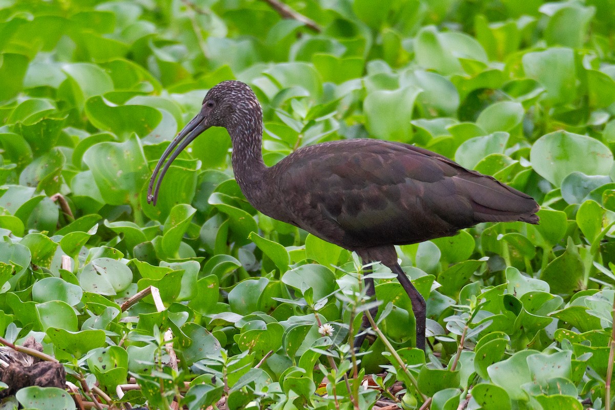 hvitgrimeibis - ML644729558