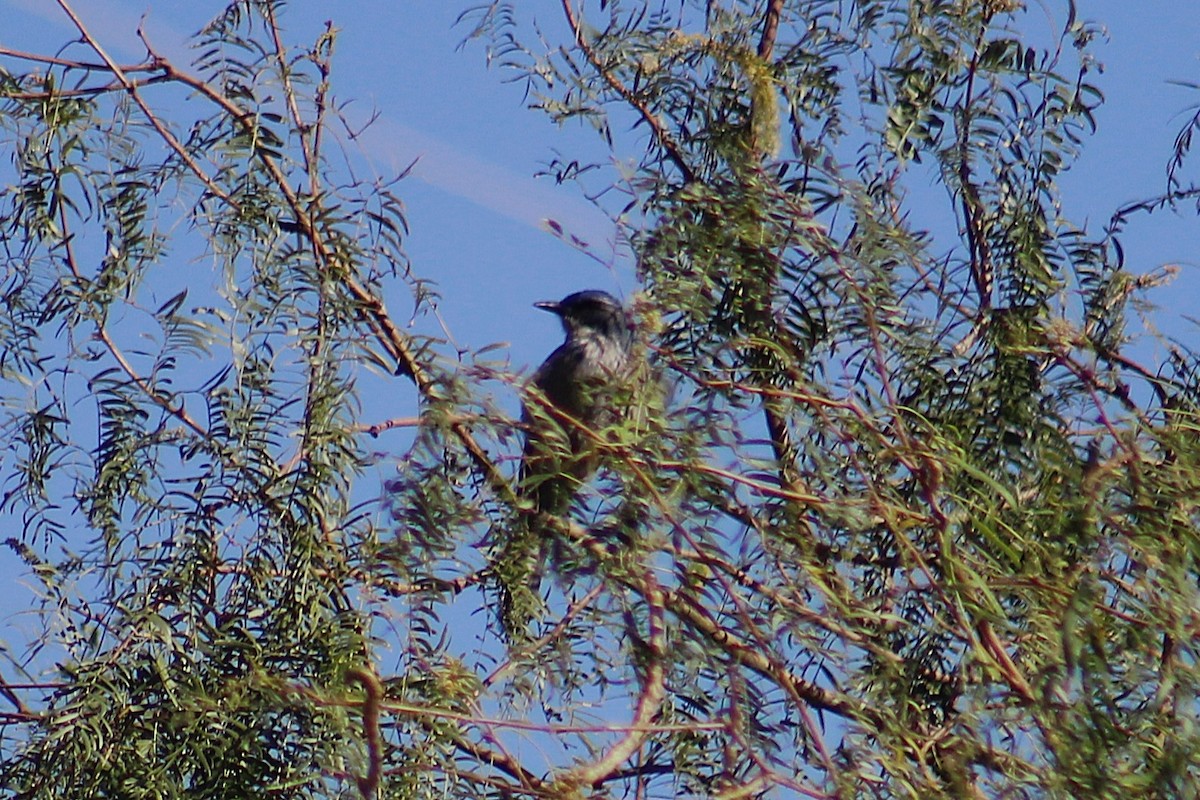 einerskrike (woodhouseii gr.) - ML644729560