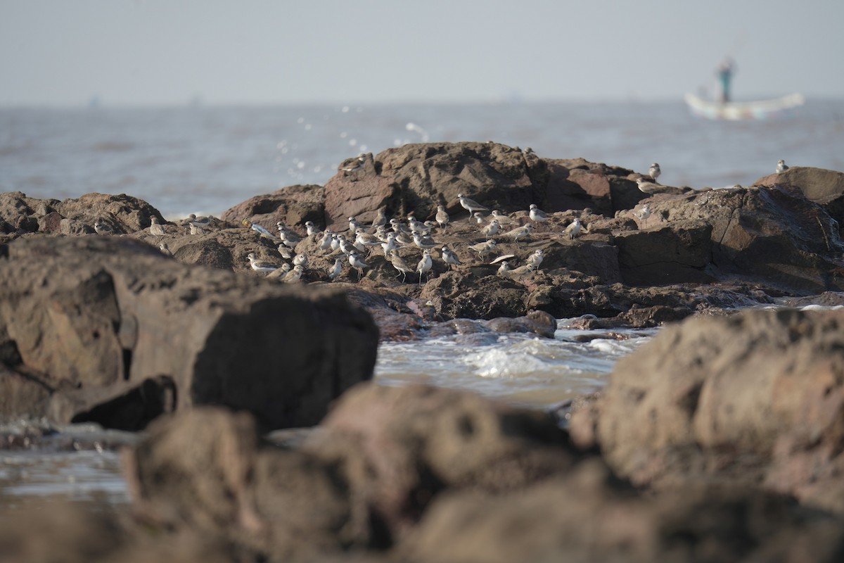 tibetlo - ML644729561