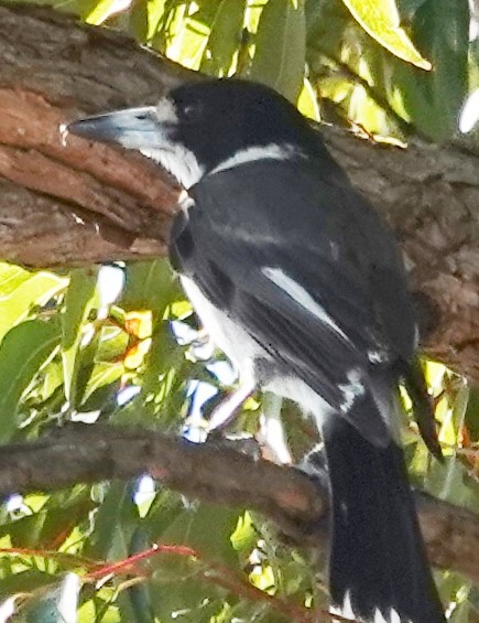 gråryggslakterfugl - ML644729562