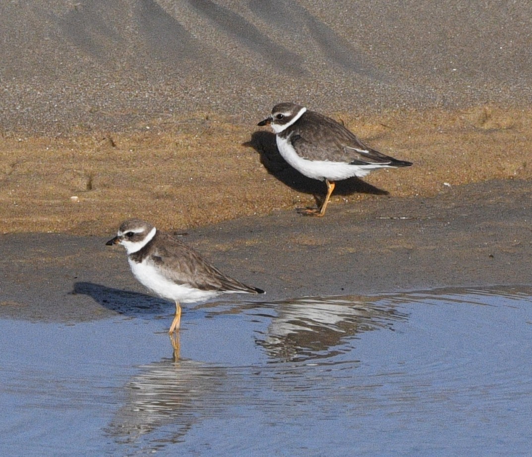 amerikasandlo - ML644729565