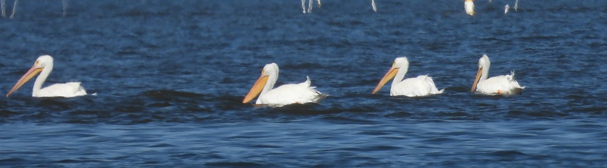 amerikapelikan - ML644729566