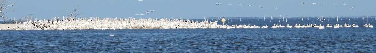 amerikapelikan - ML644729567