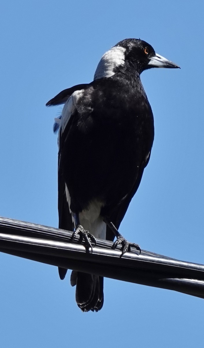 plystreskjære (tibicen gr.) - ML644729568