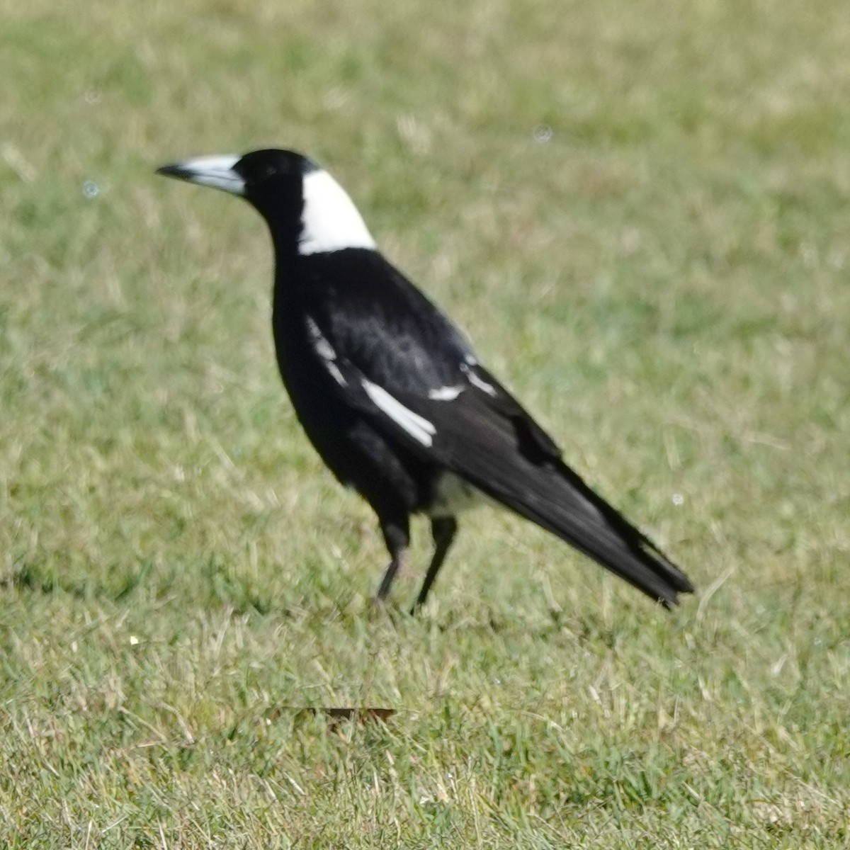 plystreskjære (tibicen gr.) - ML644729569