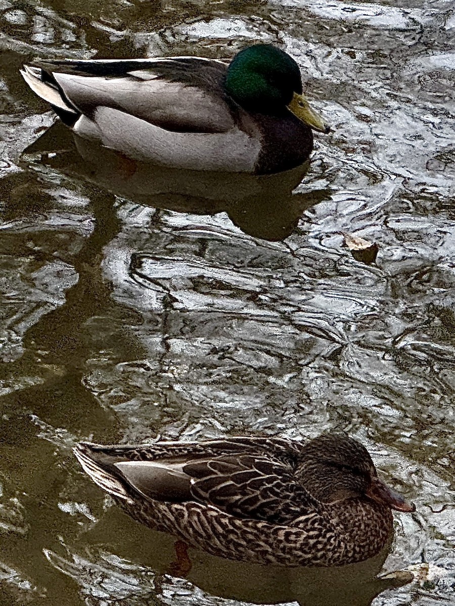 stokkand - ML644729571