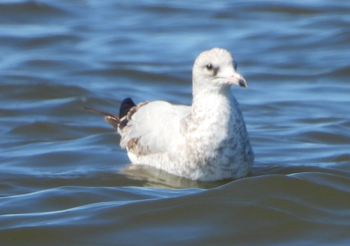 ringnebbmåke - ML644729573