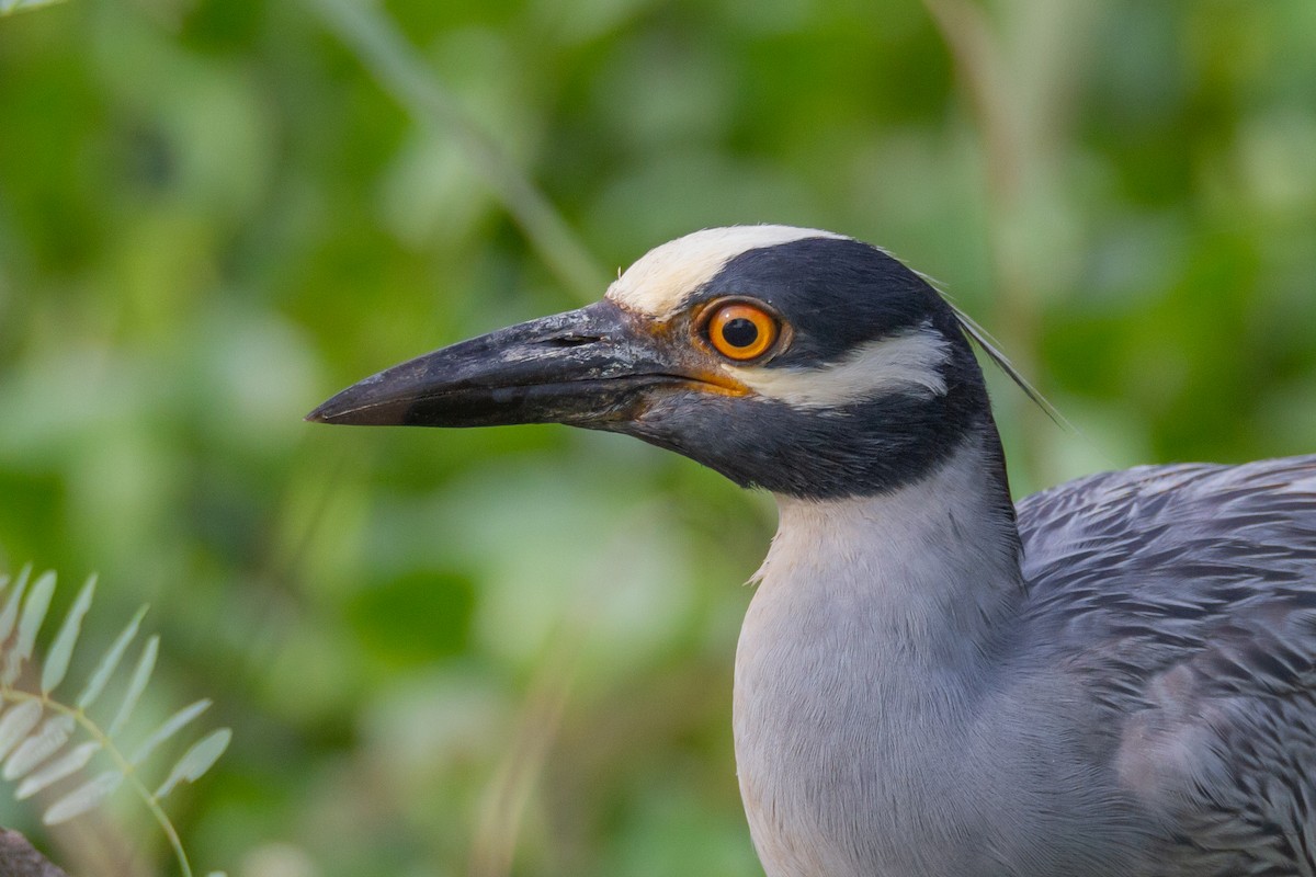 gulkronehegre - ML644729574