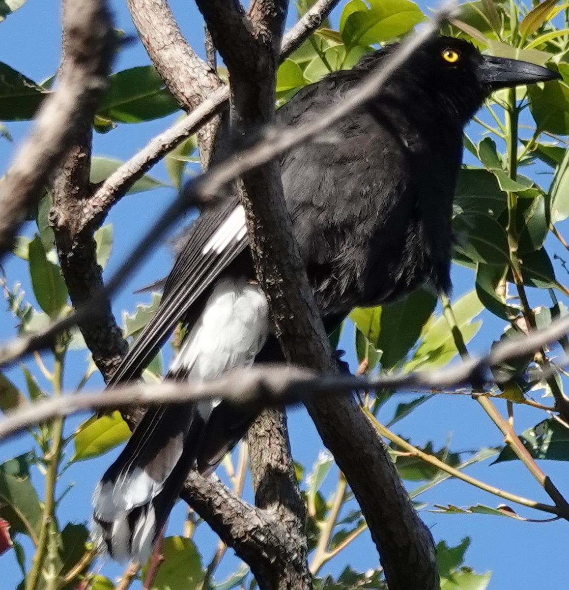 østkurrawong - ML644729575