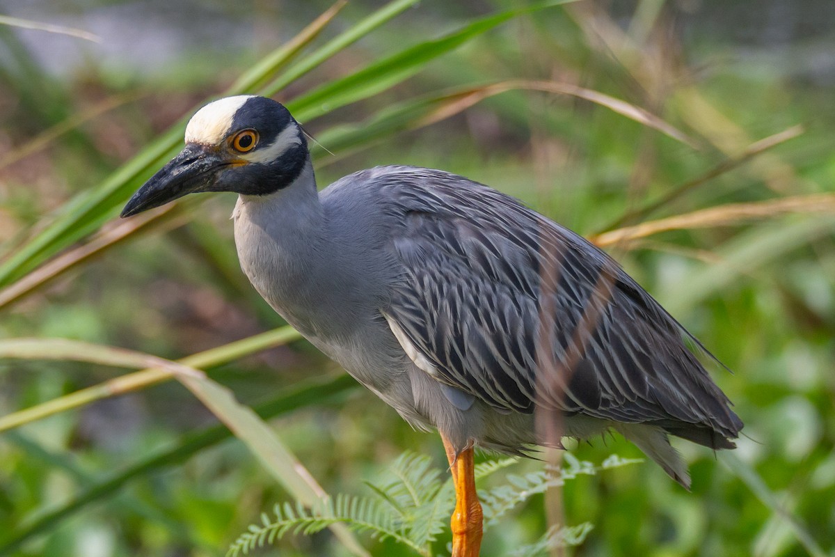 gulkronehegre - ML644729576